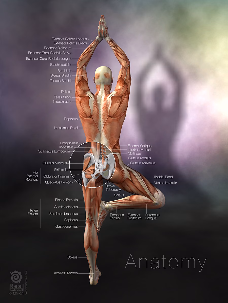 Why is it often more difficult to describe movements in yoga using anatomical terms than it is to describe movements from anatomical position?