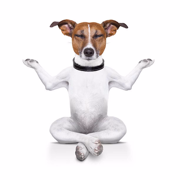 What animal is associated with yoga?