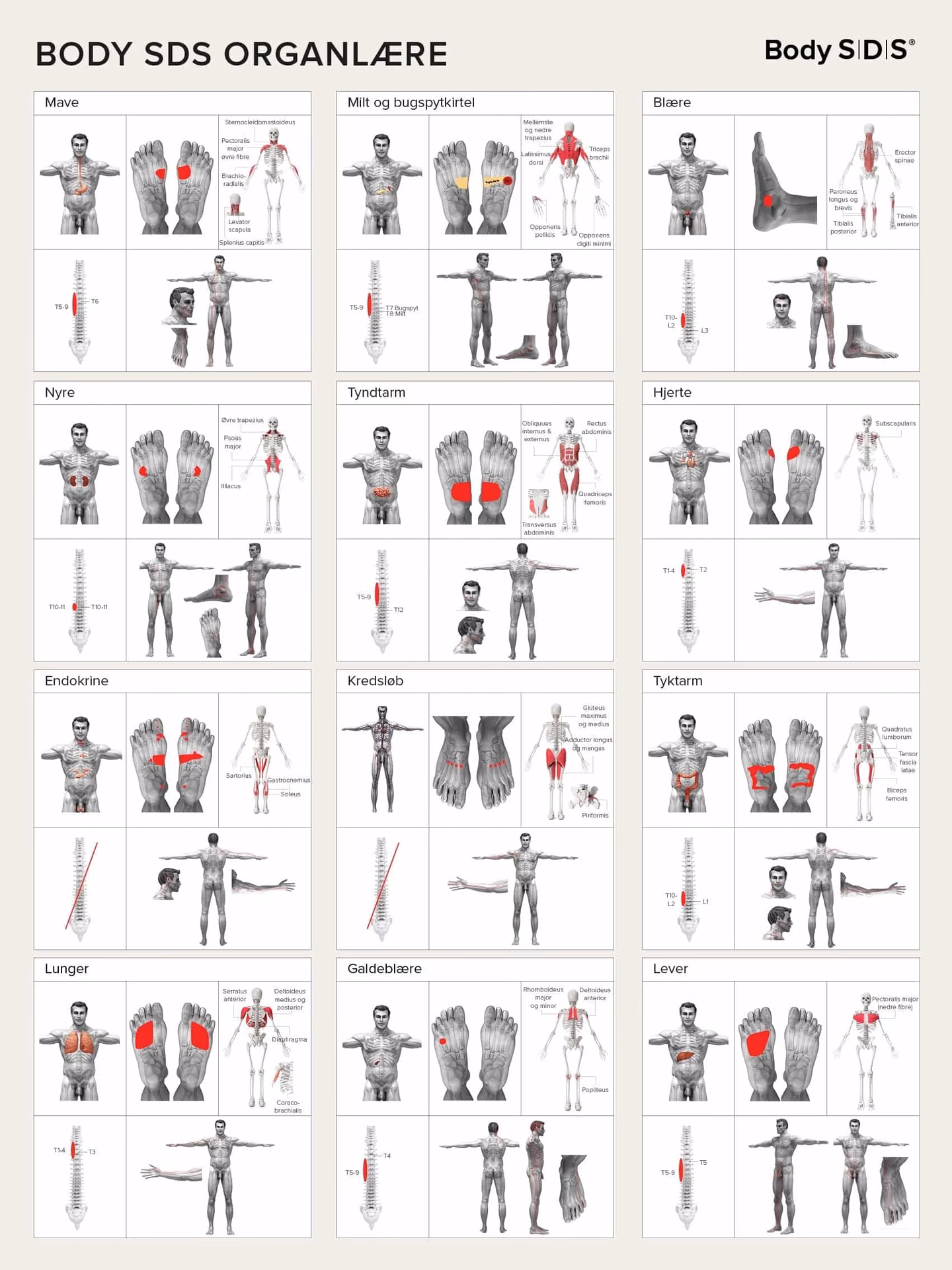 What are the three types of body in yoga?