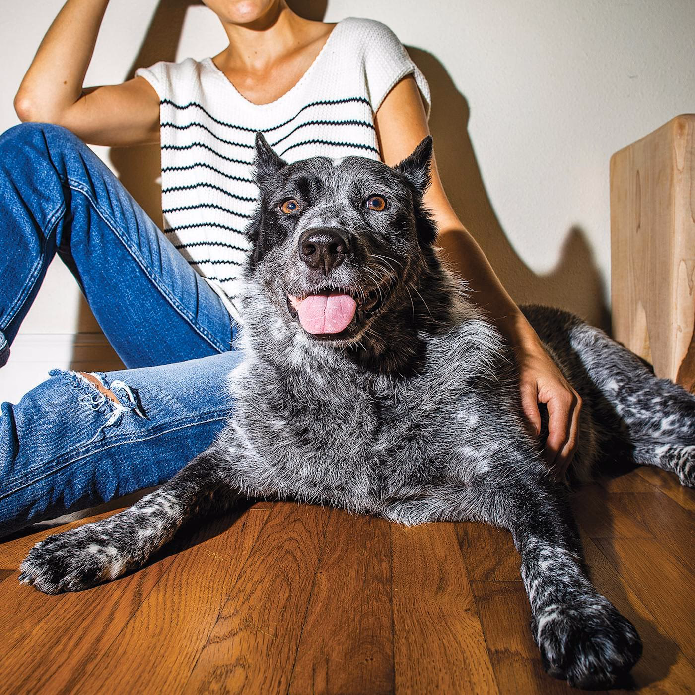 What kind of dog was Benji?