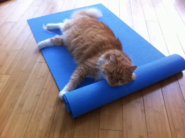 Is cat yoga a thing?