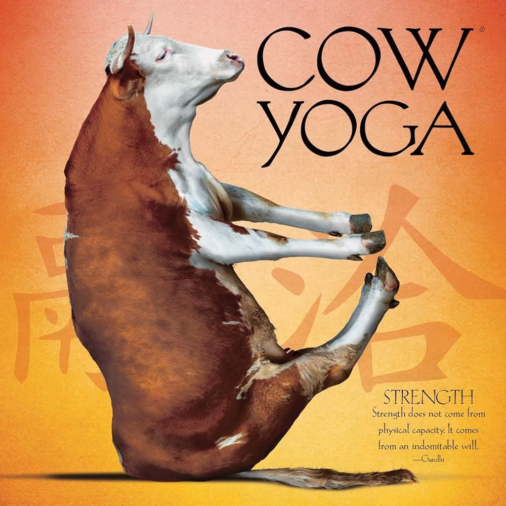 Why does cow pose feel so good?