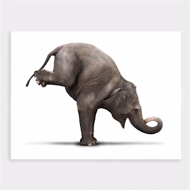 What is the significance of the elephant in yoga?