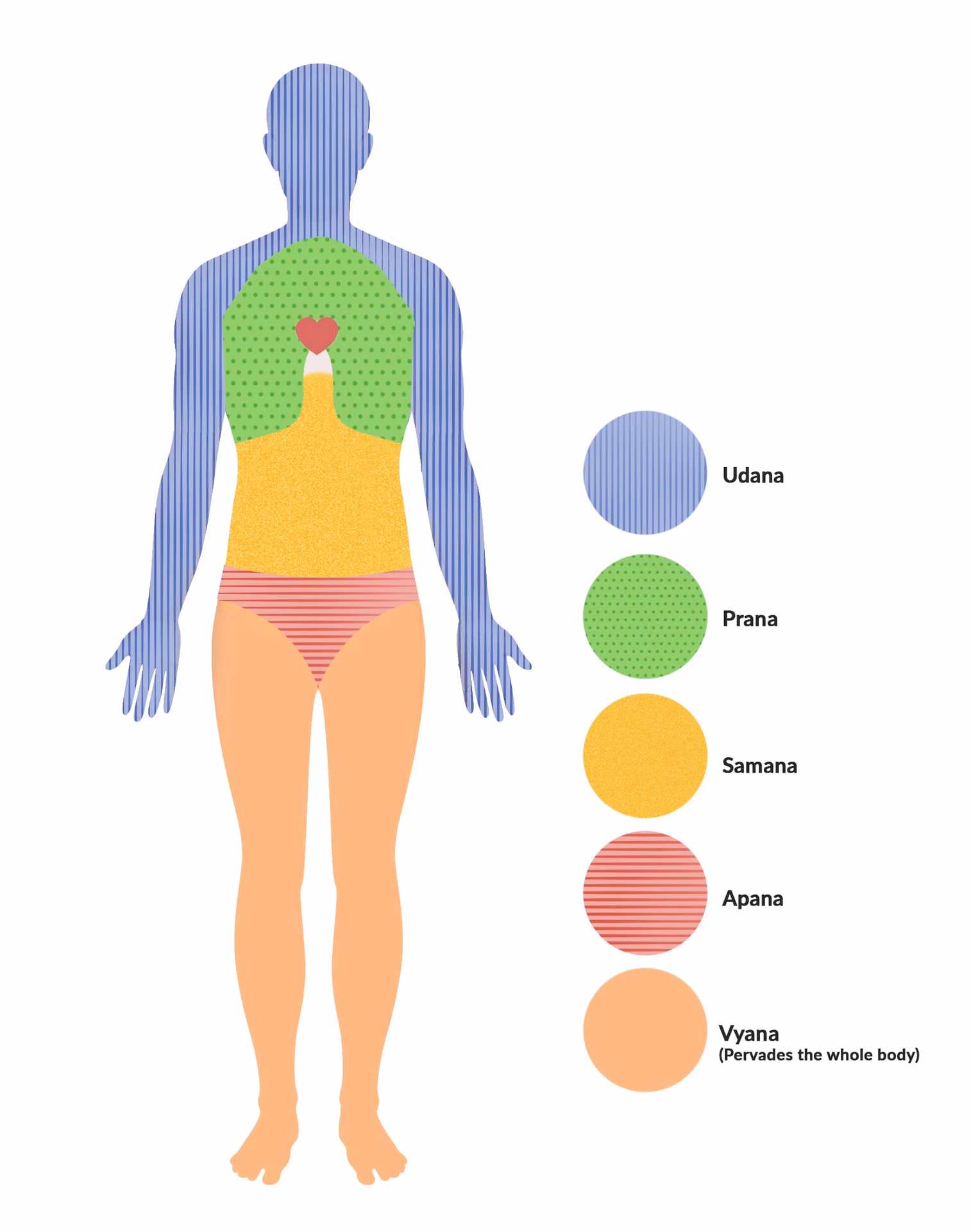 What are the 5 bodies of yoga?