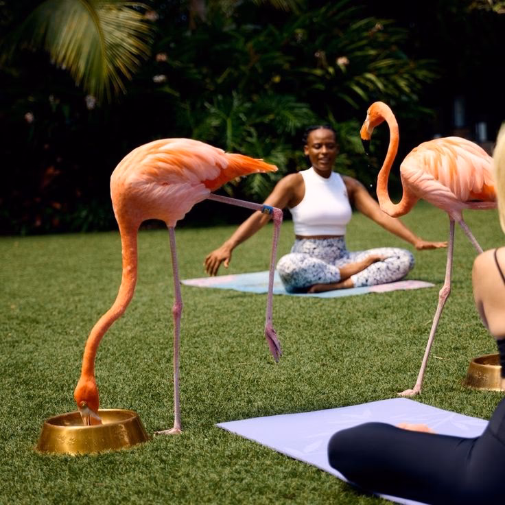 What are the benefits of the flamingo stretch?