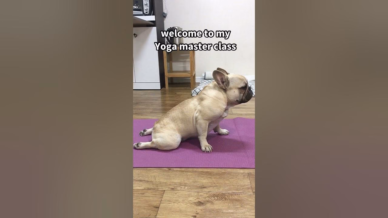 Why do Bulldogs do yoga?