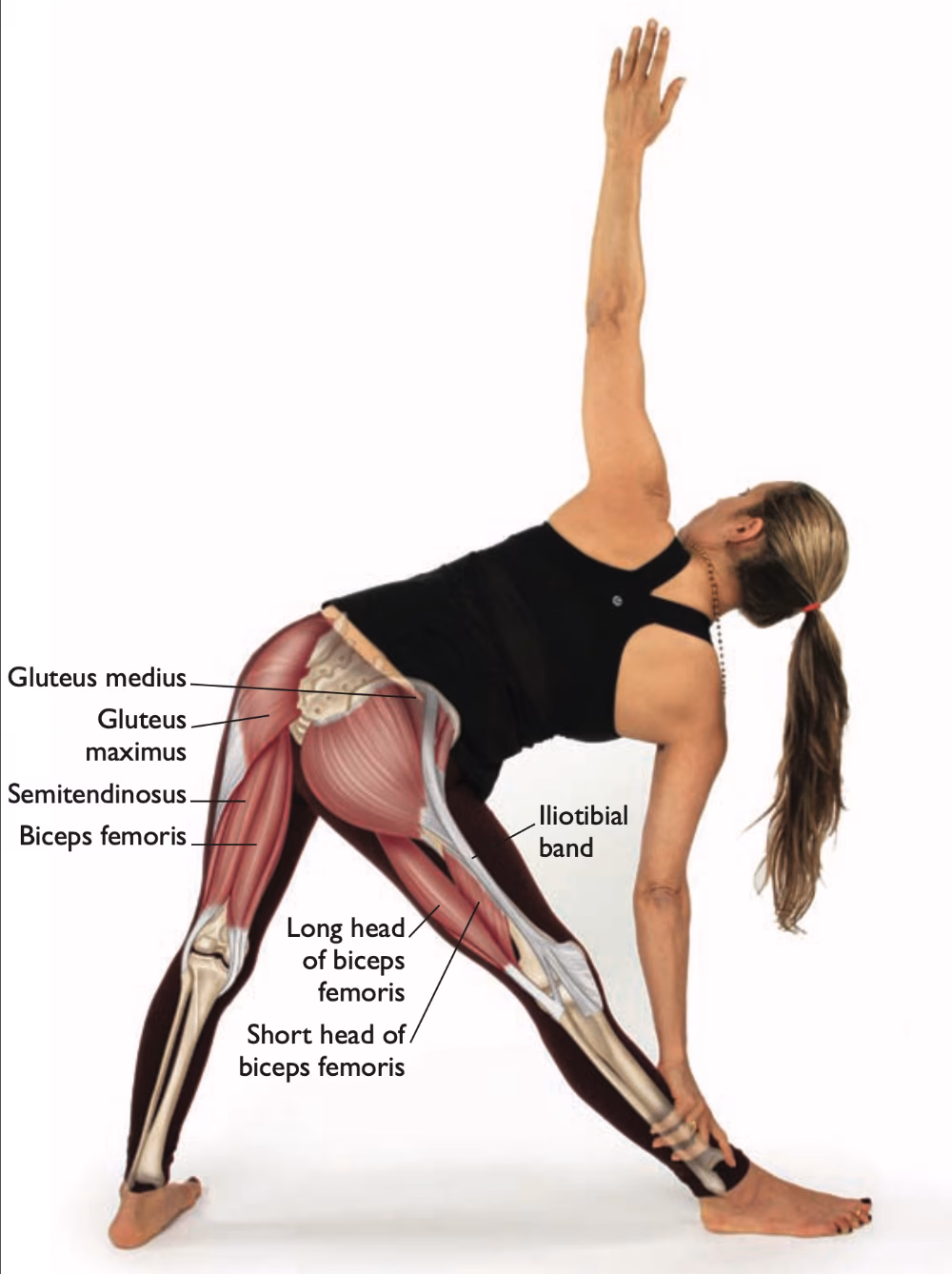 Can yoga help gluteus medius?