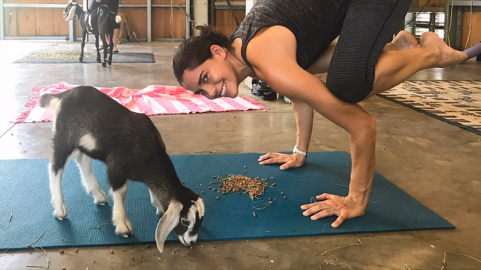 What are the disadvantages of goat yoga?