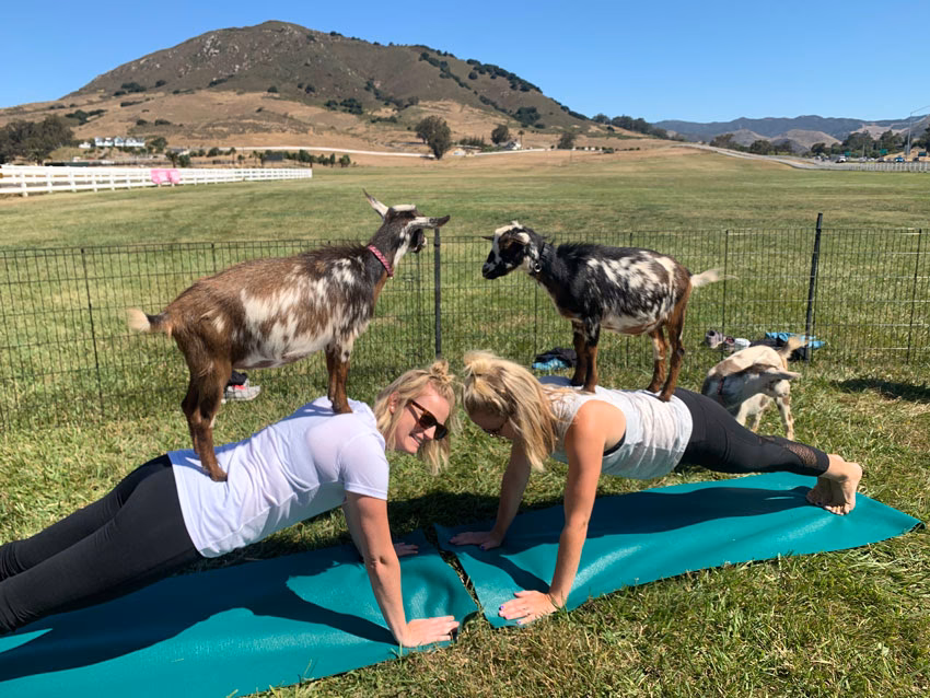 How much do goat yoga instructors make?