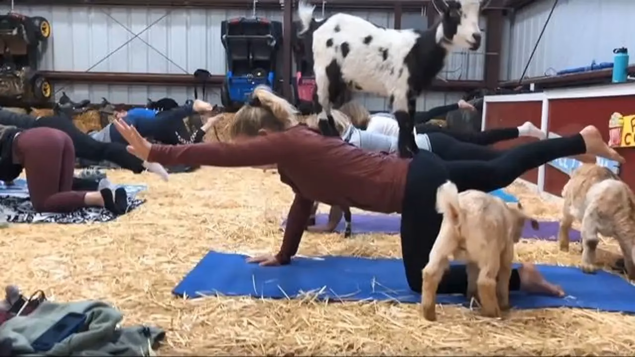 How much is the goat yoga at Half Moon Bay?