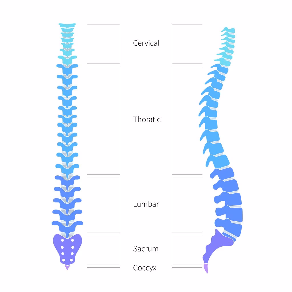 Which Pilates exercise is the best overall spine strengthener?