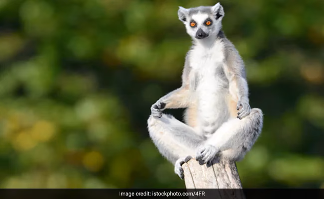 What is lemur yoga?
