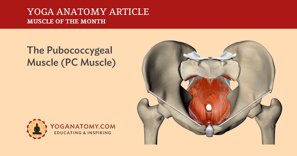 What is PC muscle exercise?