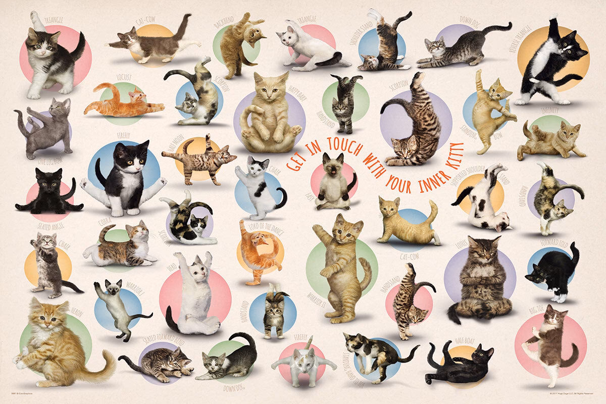 What is the name of the cat pose in yoga?