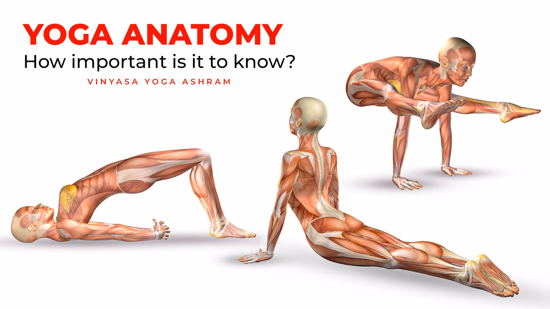 What is yoga anatomy?