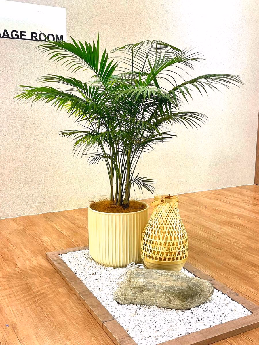 Hvor meget vand skal en yuccapalme have?