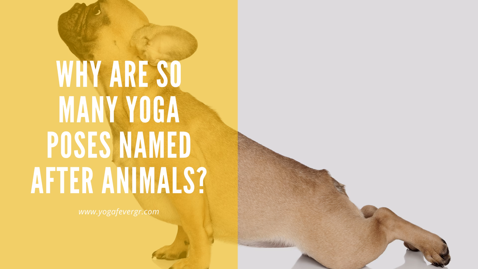 What are the 4 asanas where we emulate animals or birds?