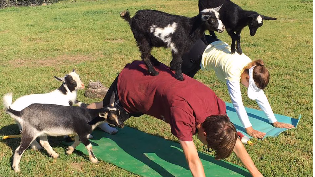 What is the goat yoga program?
